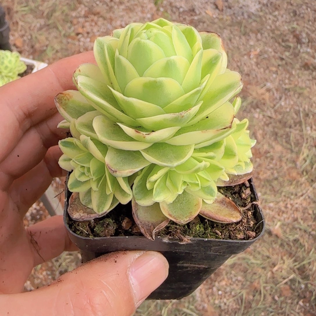 山地玫瑰锦多肉植物