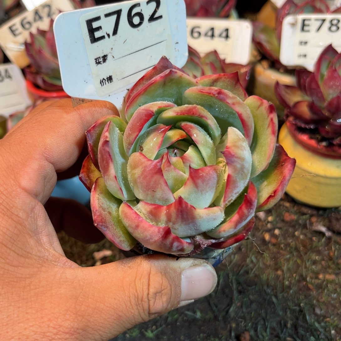 惊鸿一瞥762号多肉