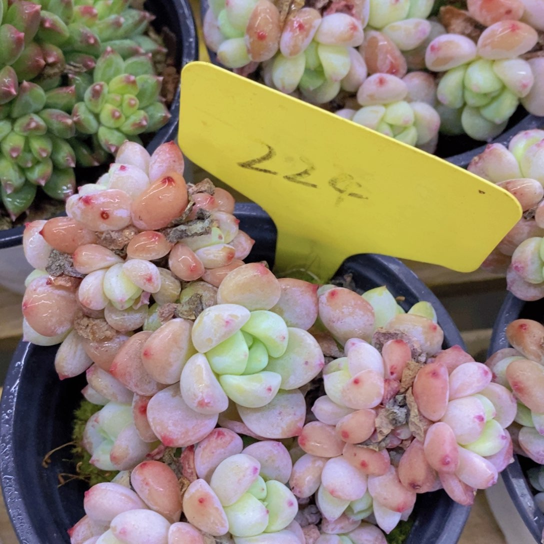 开心多肉，积木gay不做对比