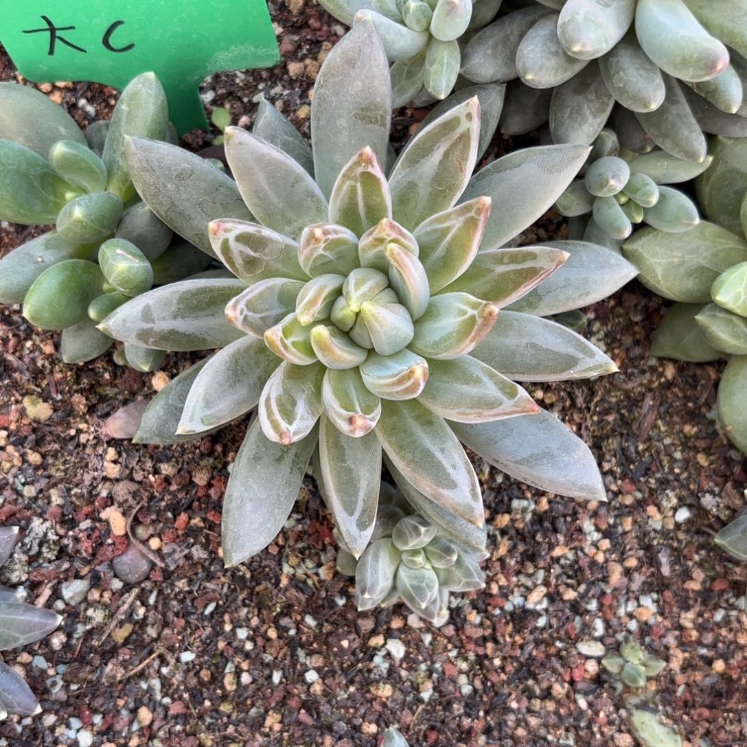 美人个体一物一拍