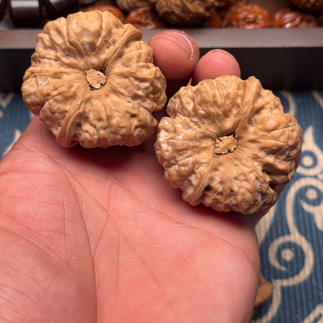 43尺寸蛤蟆头一对儿