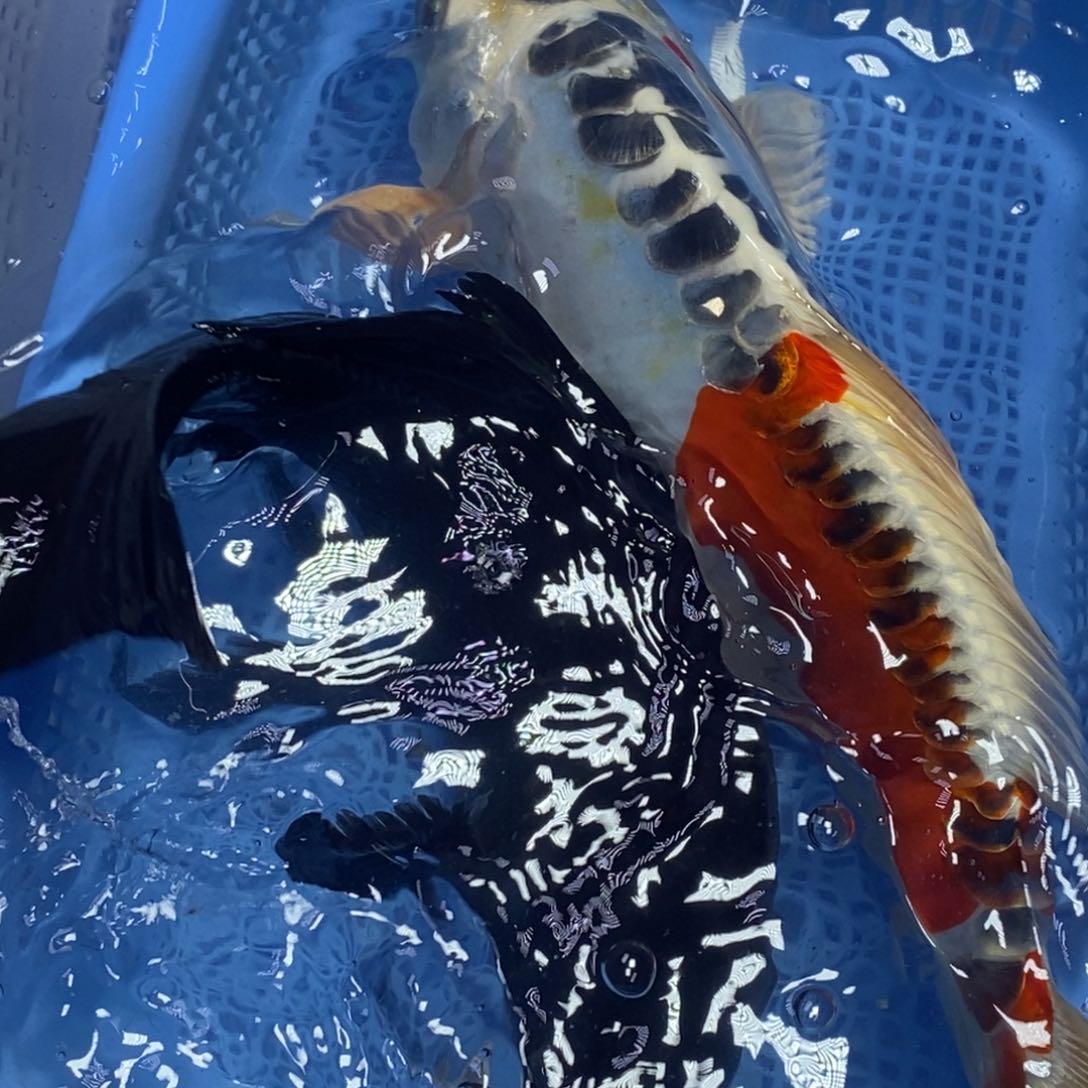 锦鲤冷水锦鲤包邮