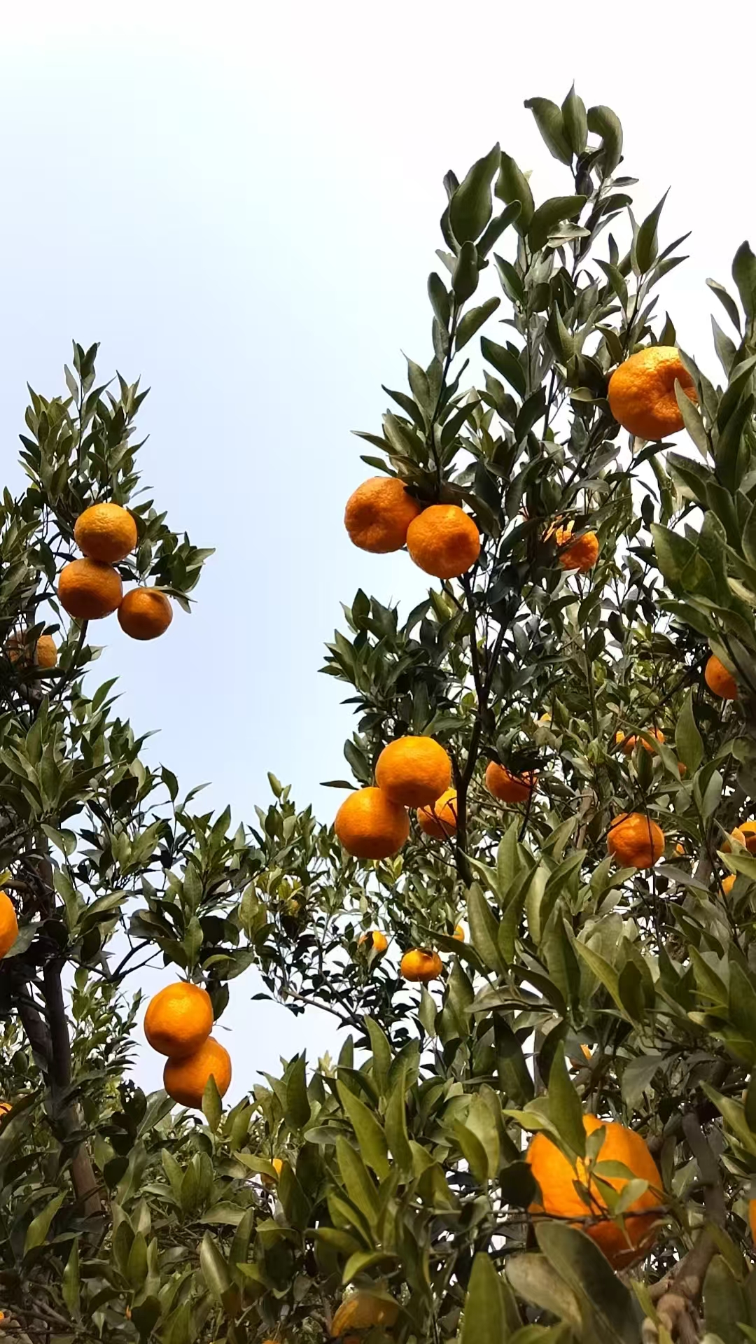 【农家】四川达州直发正宗椪柑芦柑现摘现发皮薄鲜嫩脆爽香甜爆汁