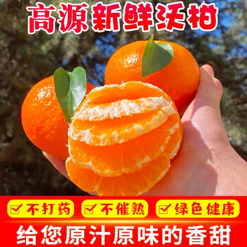 大果10斤装云南玉溪高山沃柑老树花皮当季新鲜水果可口果原直发