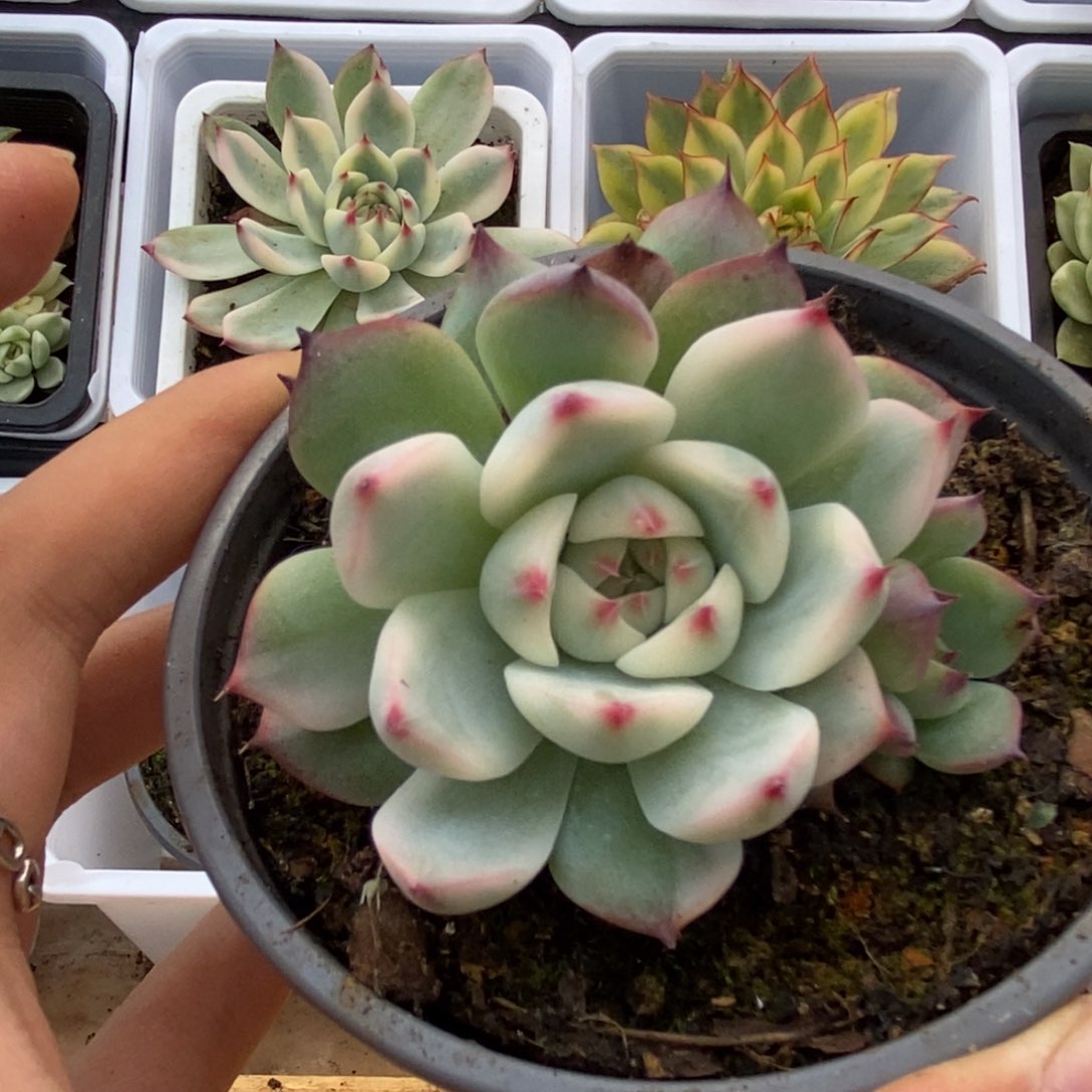 207锦锦锦锦锦锦锦锦锦锦