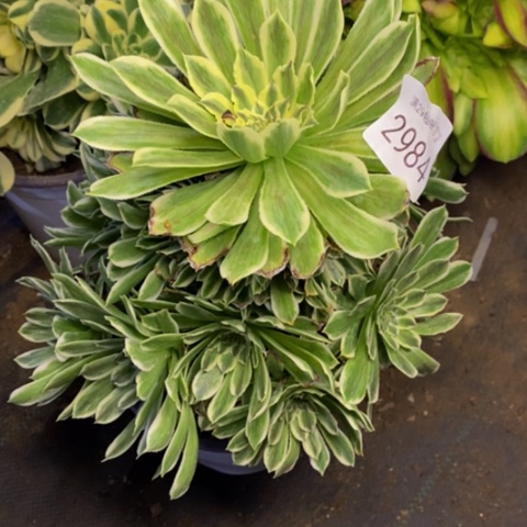 碧浪多肉植物2984