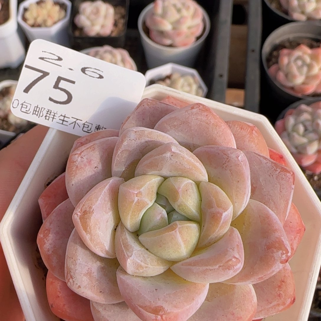 冰玉单头一颗脱土