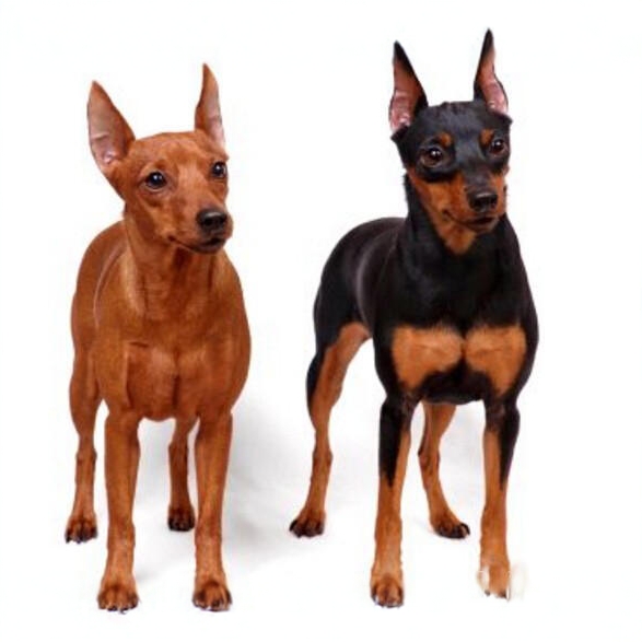 （小鹿犬舍）宠物活体链接