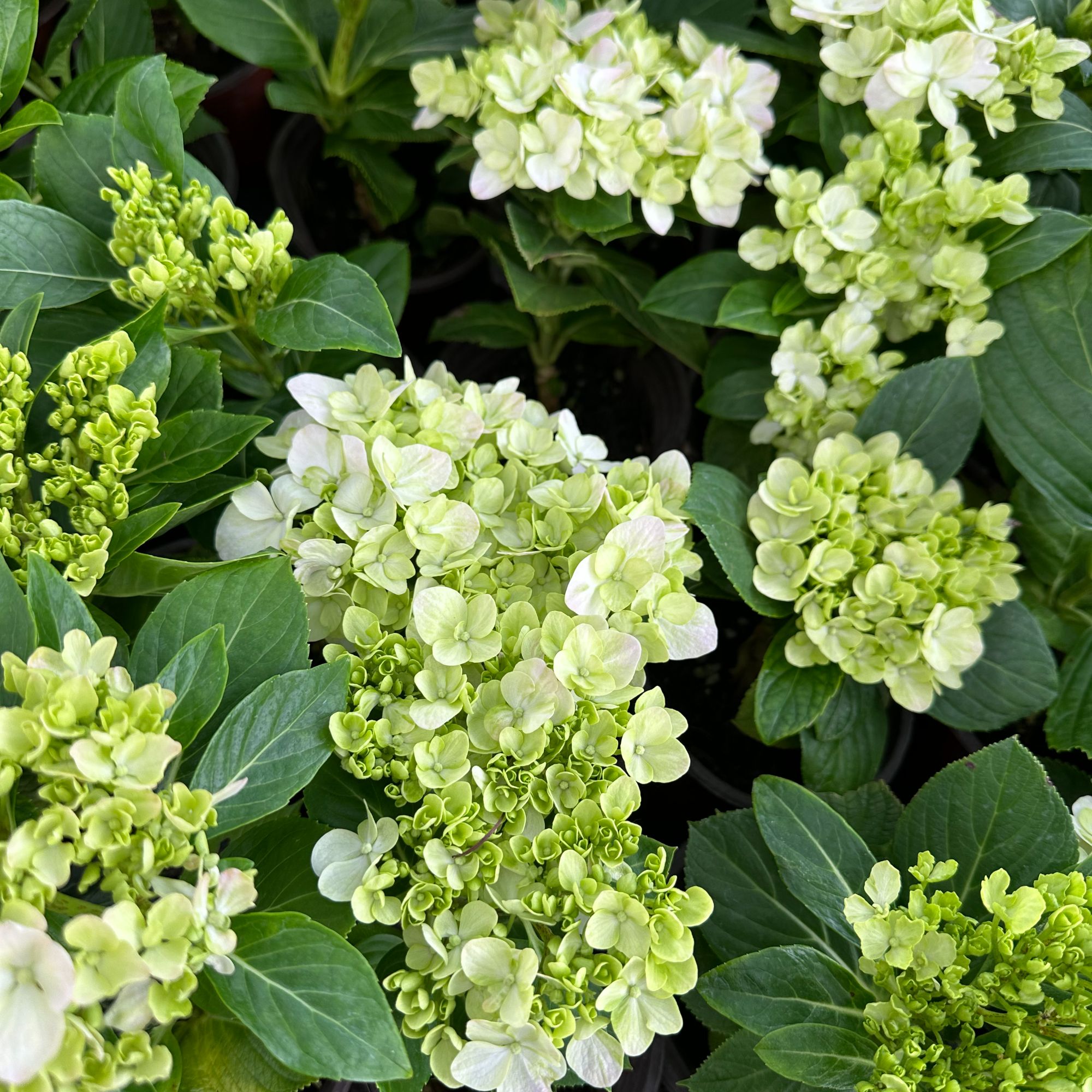 【无尽夏四代四盆】绣球苗易成活盆栽