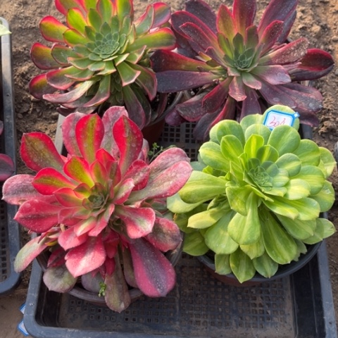 304多肉植物组合