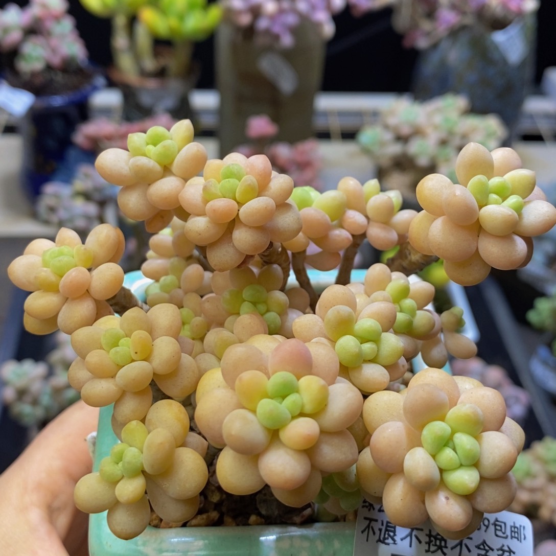 007花朵鱼子酱运输会有掉叶8 厘米