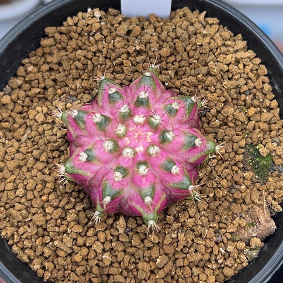 91泰系海神，带盆土发货