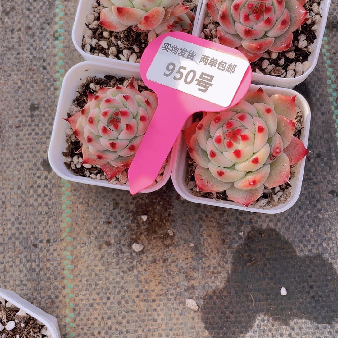 950号 吉娃娃捡漏4个