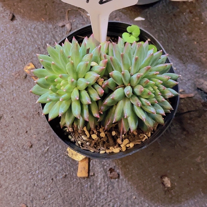 崔***号0000000000000042