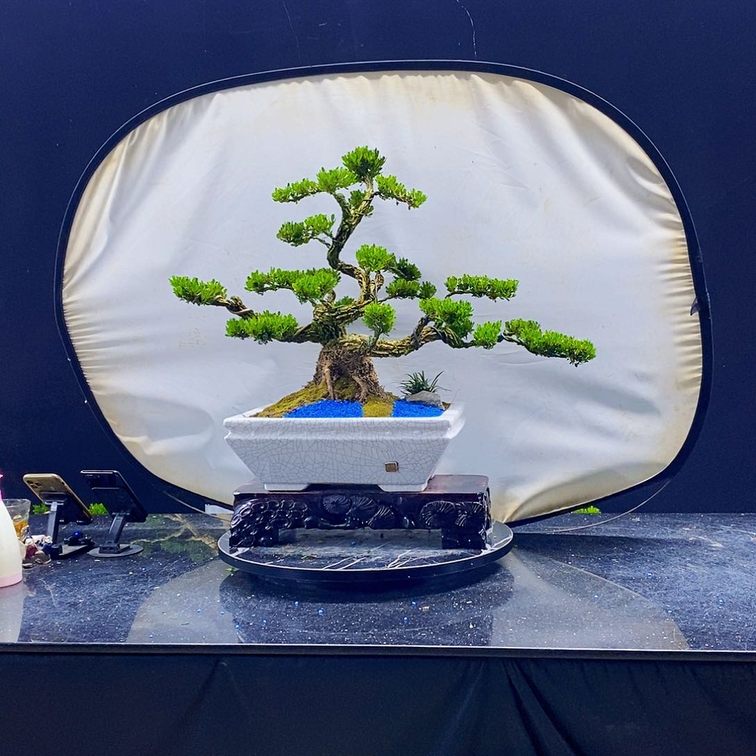 无花朵黄杨盆景造型