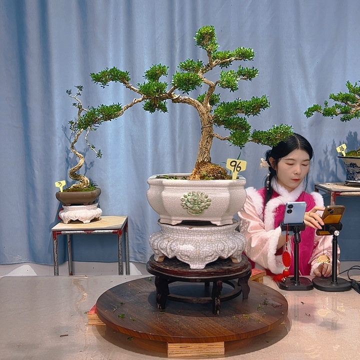 无花朵广东皱皮雀舌黄杨