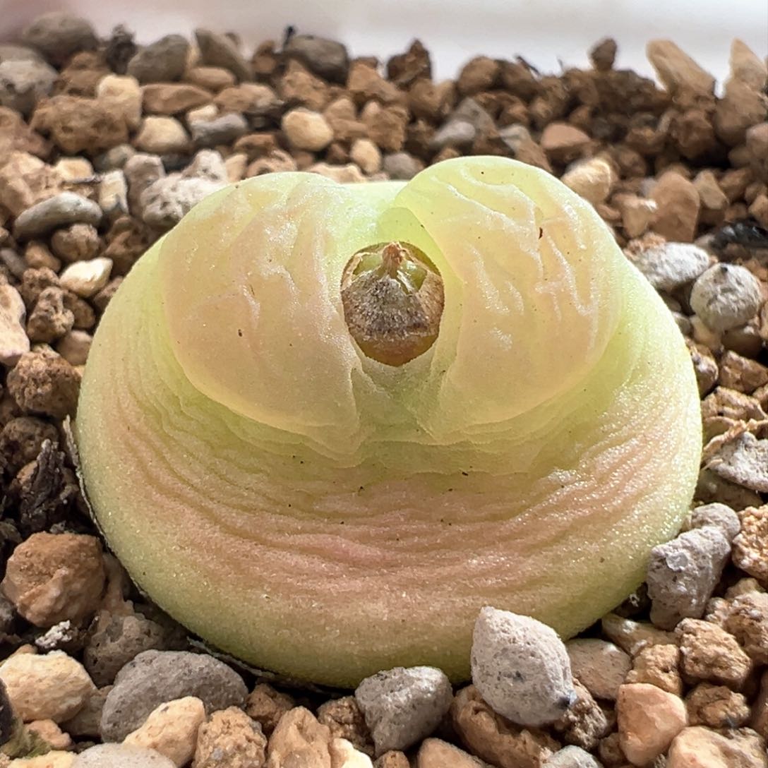 430。优选日拉桃尻娘 母本