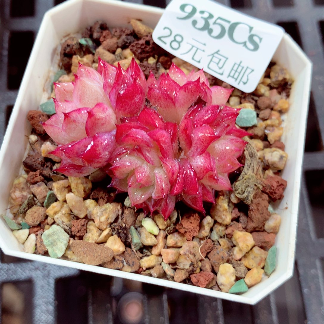 5厘米盆精控多肉935