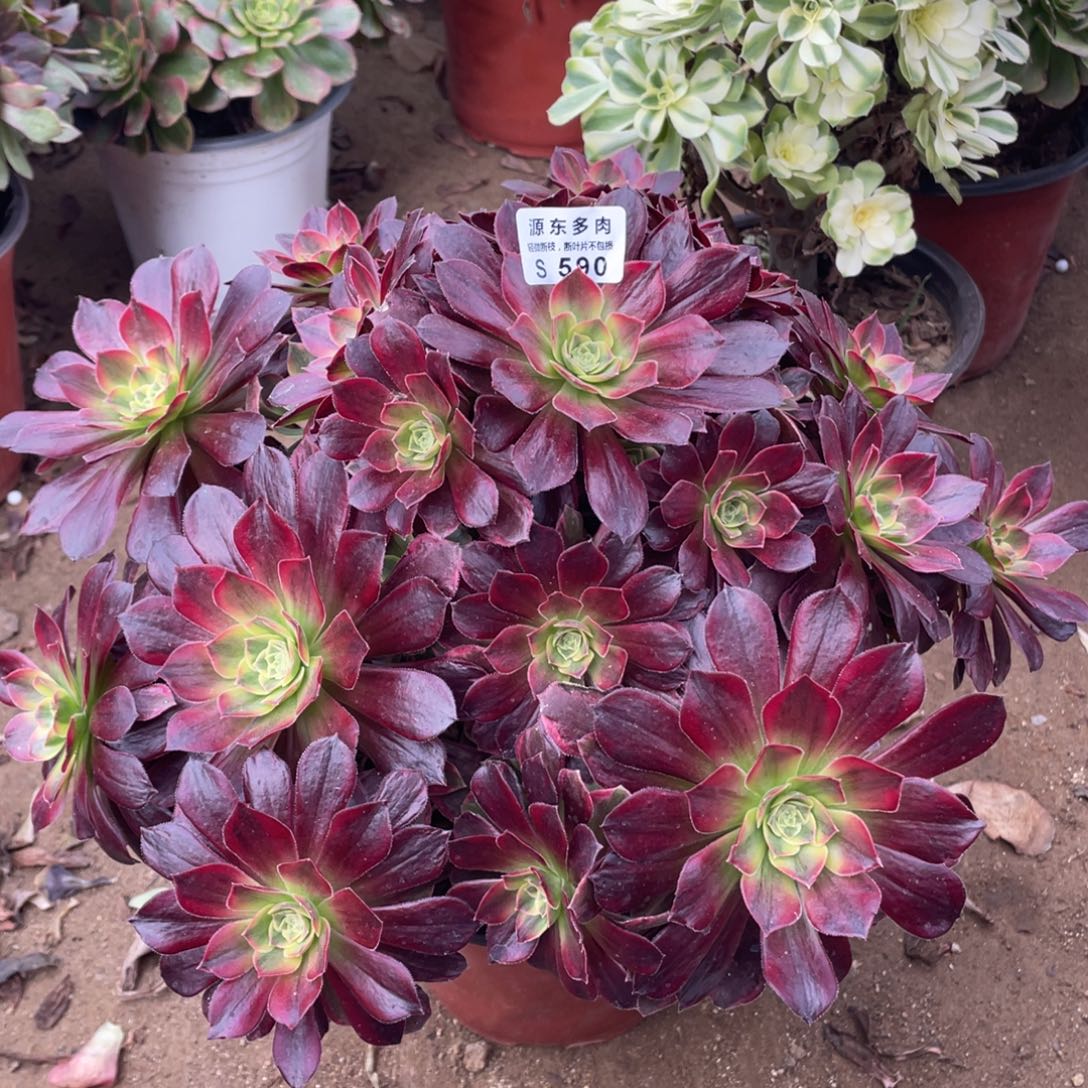 590安娜多肉法师断枝不包