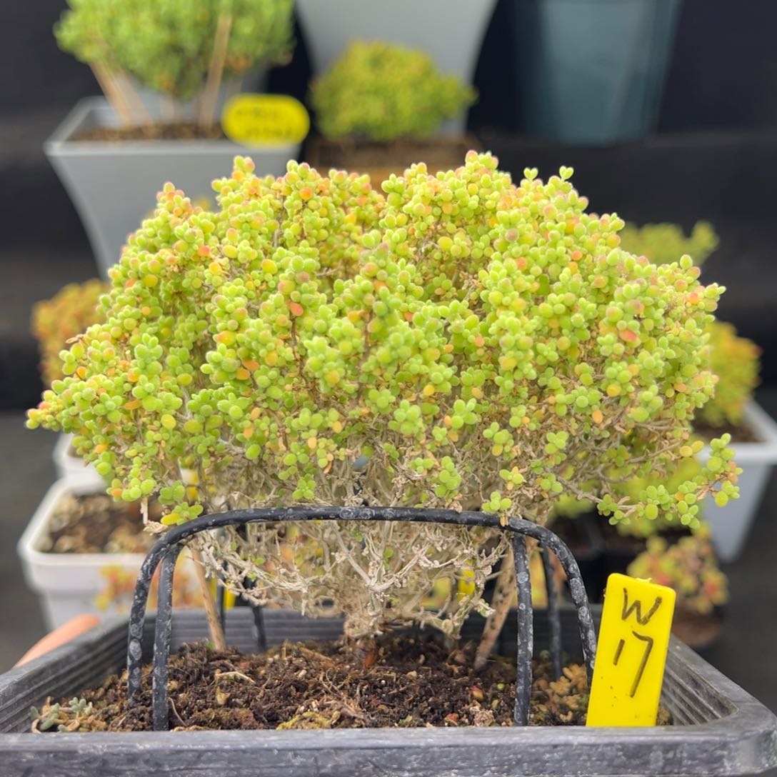 老桩小小米带盆带土发货