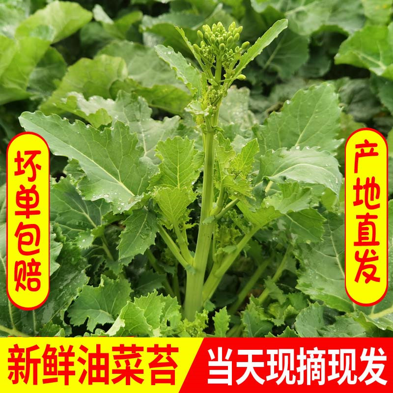 四川油菜苔非油菜尖3/5斤包邮