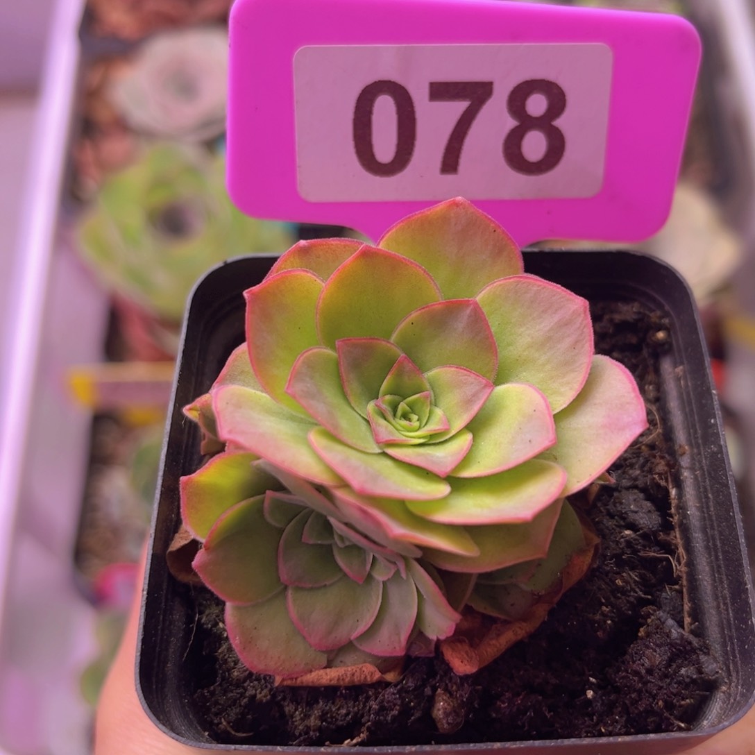 四月天玫瑰一物一拍078