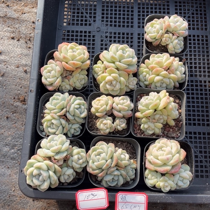 斌***冰玉多肉七方盆一组10个