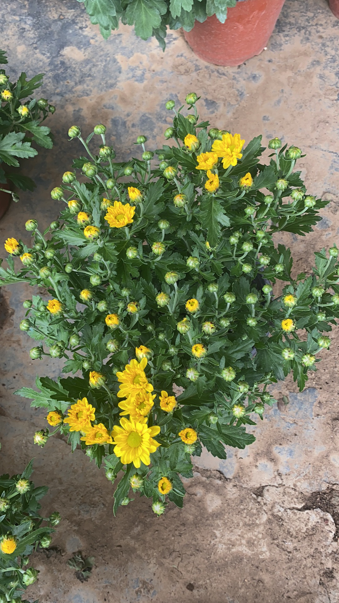 带花苞发货菊盆栽四季开花耐寒易活室内外阳台绿植