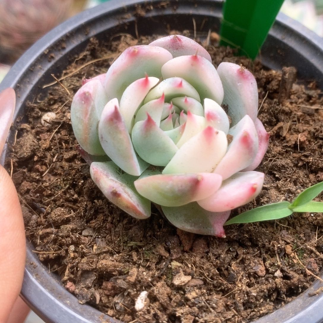 161锦锦锦锦锦锦锦