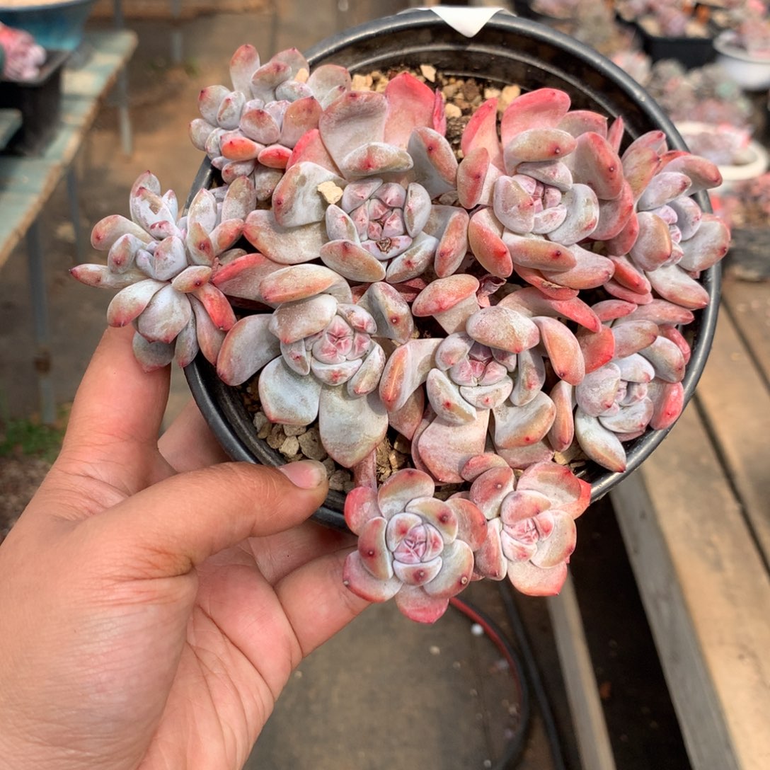 哈哈哈哈哈哈哈11