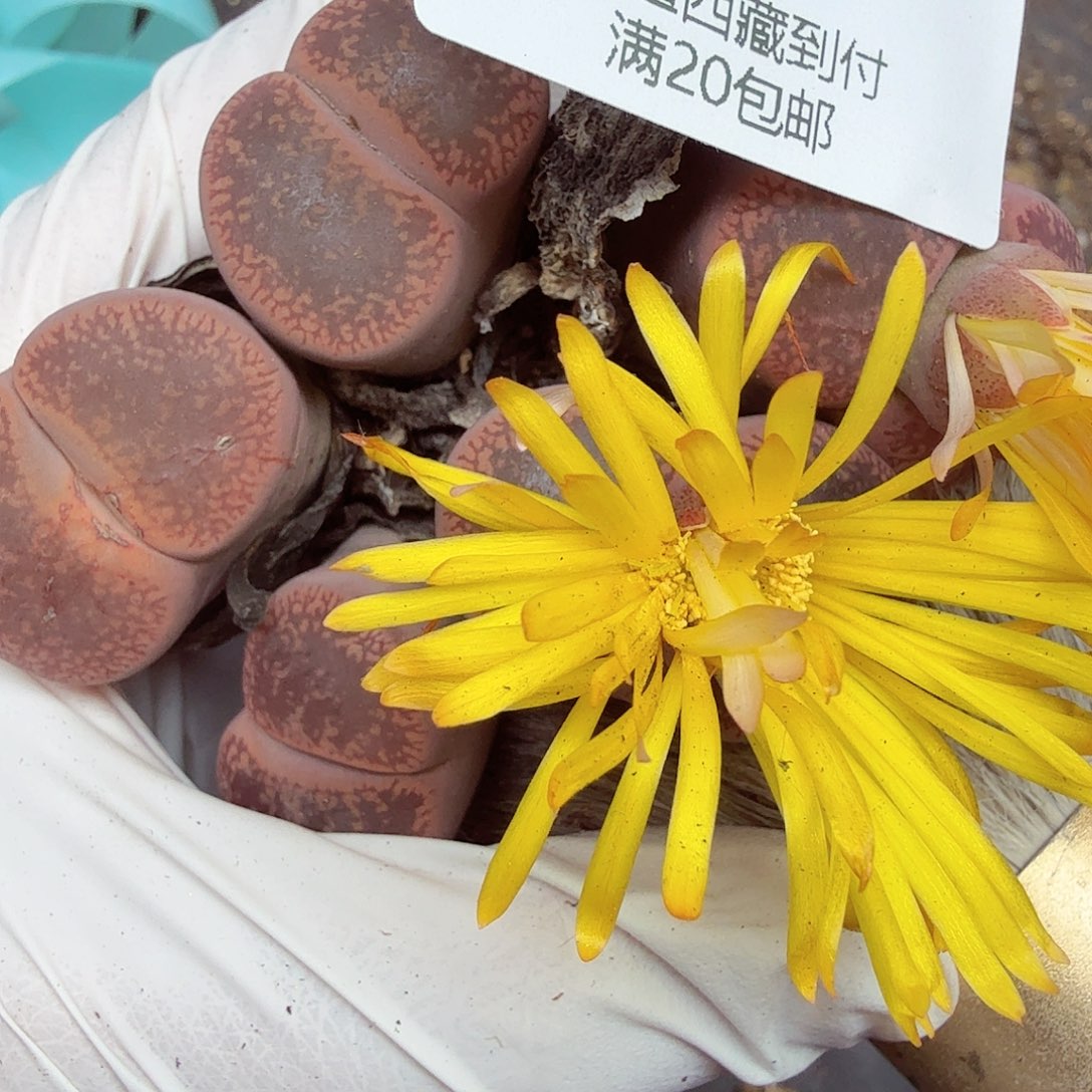 是因为她没有那么想295好