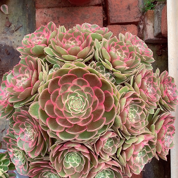 粉花妖啊啊啊啊啊啊