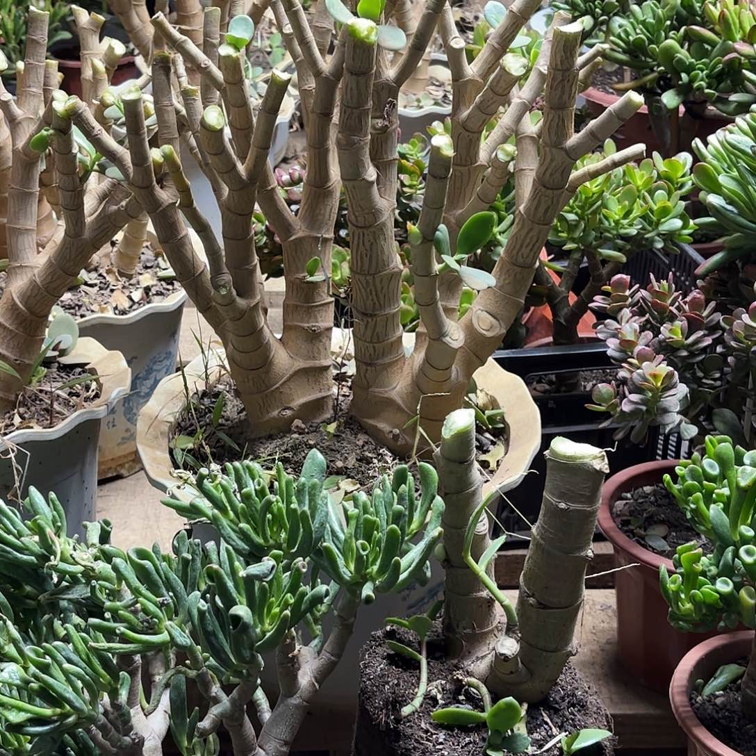 惜***缘6557新花月锦老桩