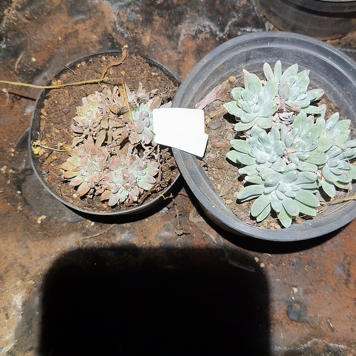 2颗白姆仙女杯多肉福利