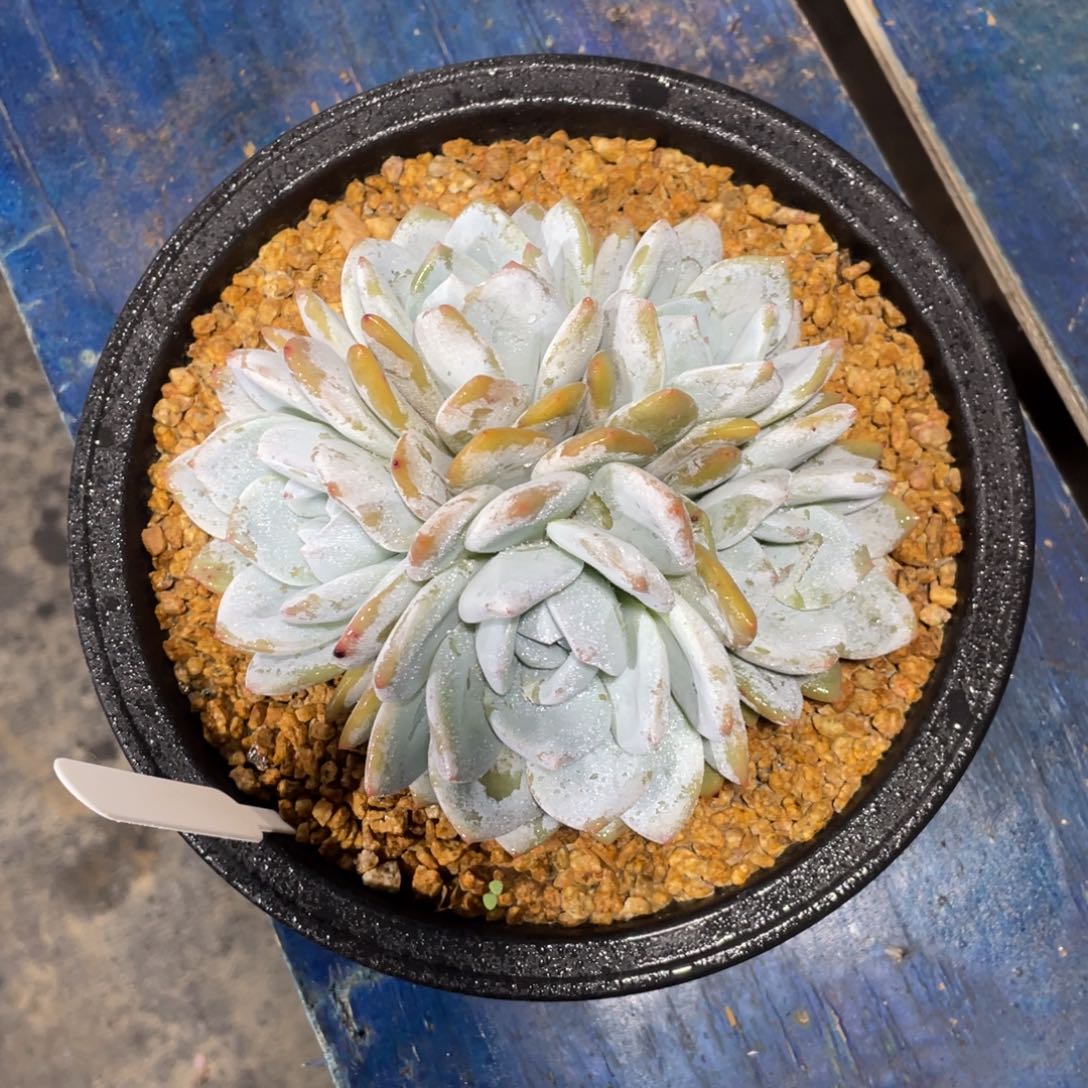 一物一拍中通快递