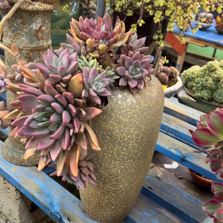 桃花缘缀带盆不包物流