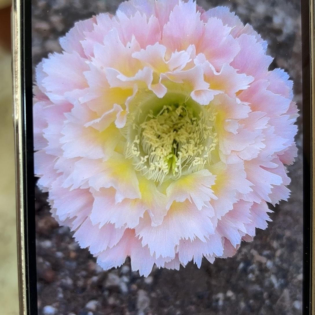 彩草颜如玉7.5公分有干皮