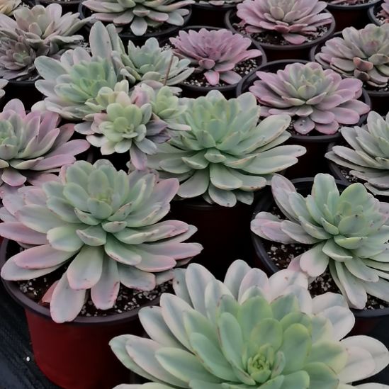 酸橙柠檬白覆轮锦