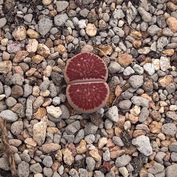8203红窗莲花菊1颗