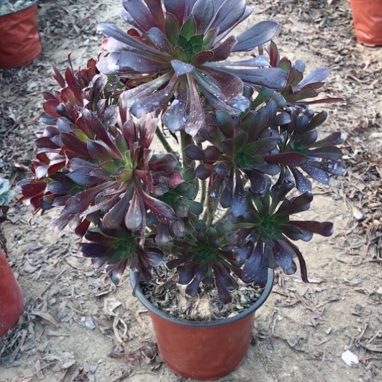 黑法师多肉植物15