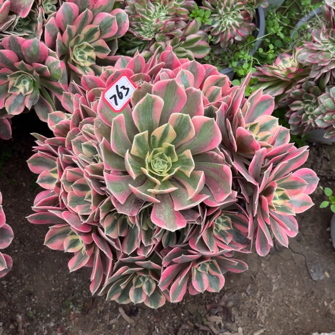 如***意763多肉植物女妖法师