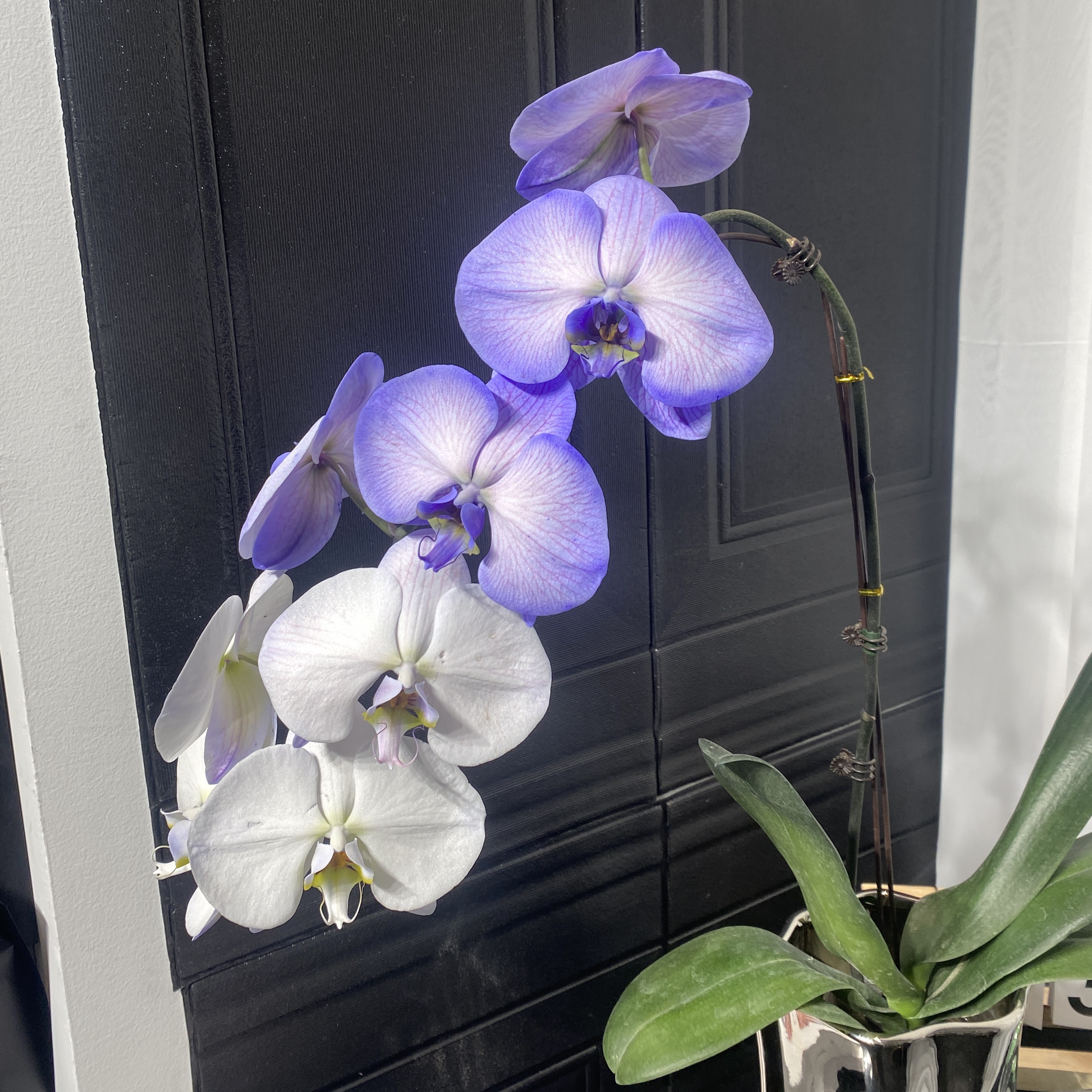 【高品质蝴蝶兰】造型独特、附带花瓶