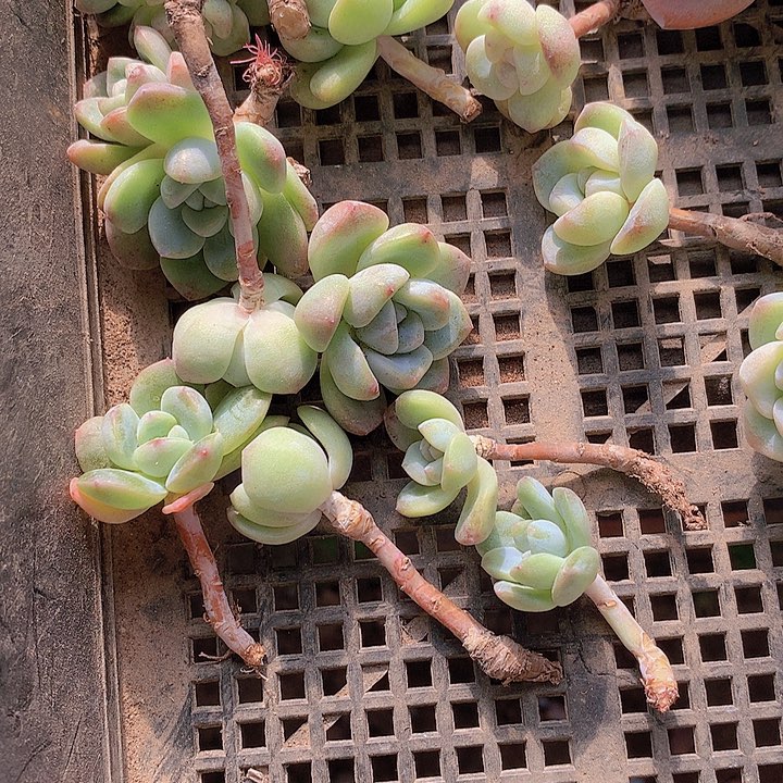 念***安一物一拍，冰玉补差价
