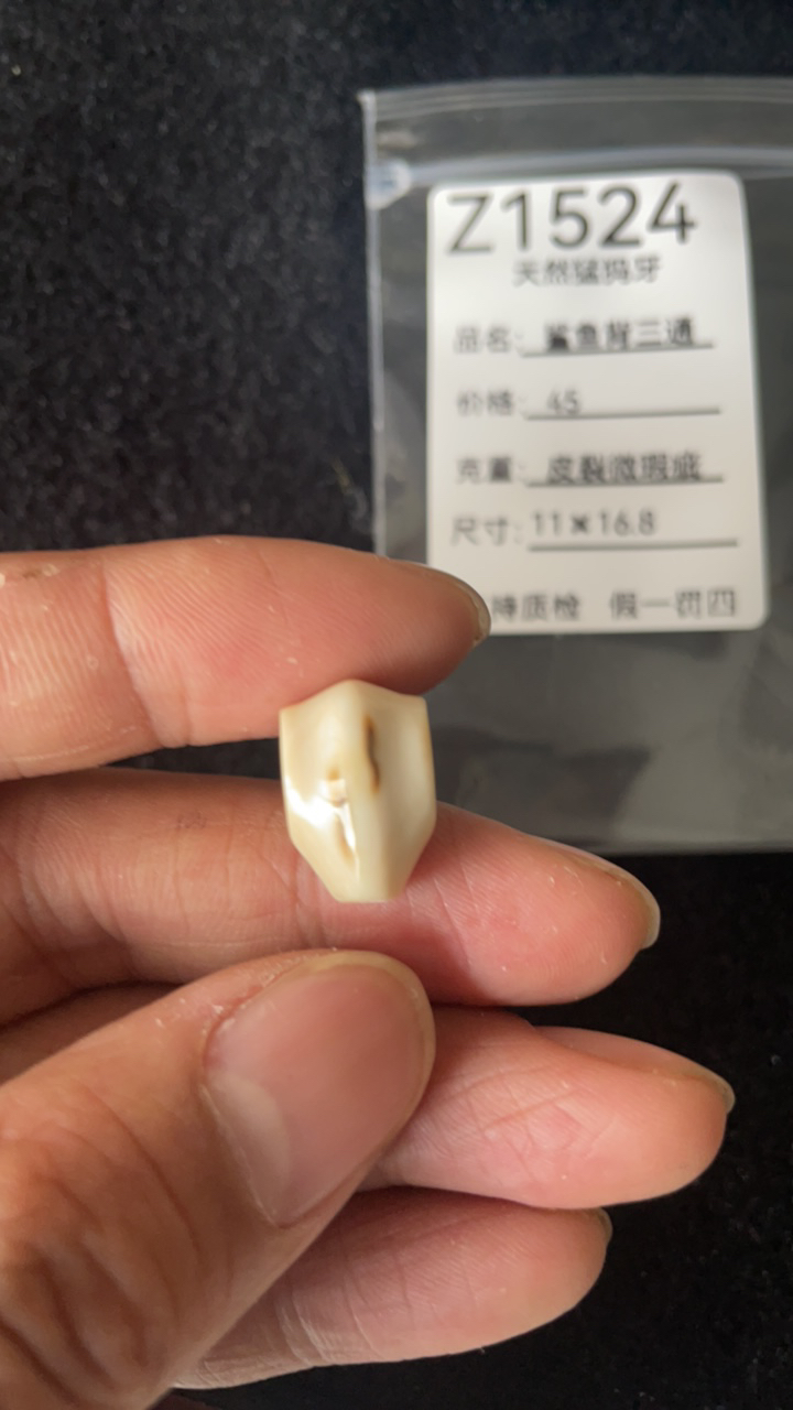 Z1524天然猛犸牙鲨鱼背配饰三通皮裂微瑕疵