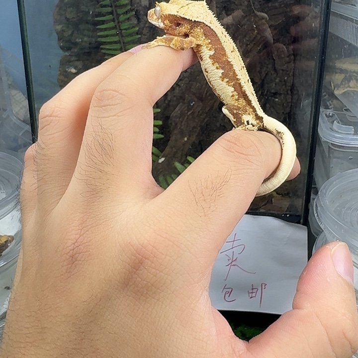 睫角守宫红棕底莉莉白