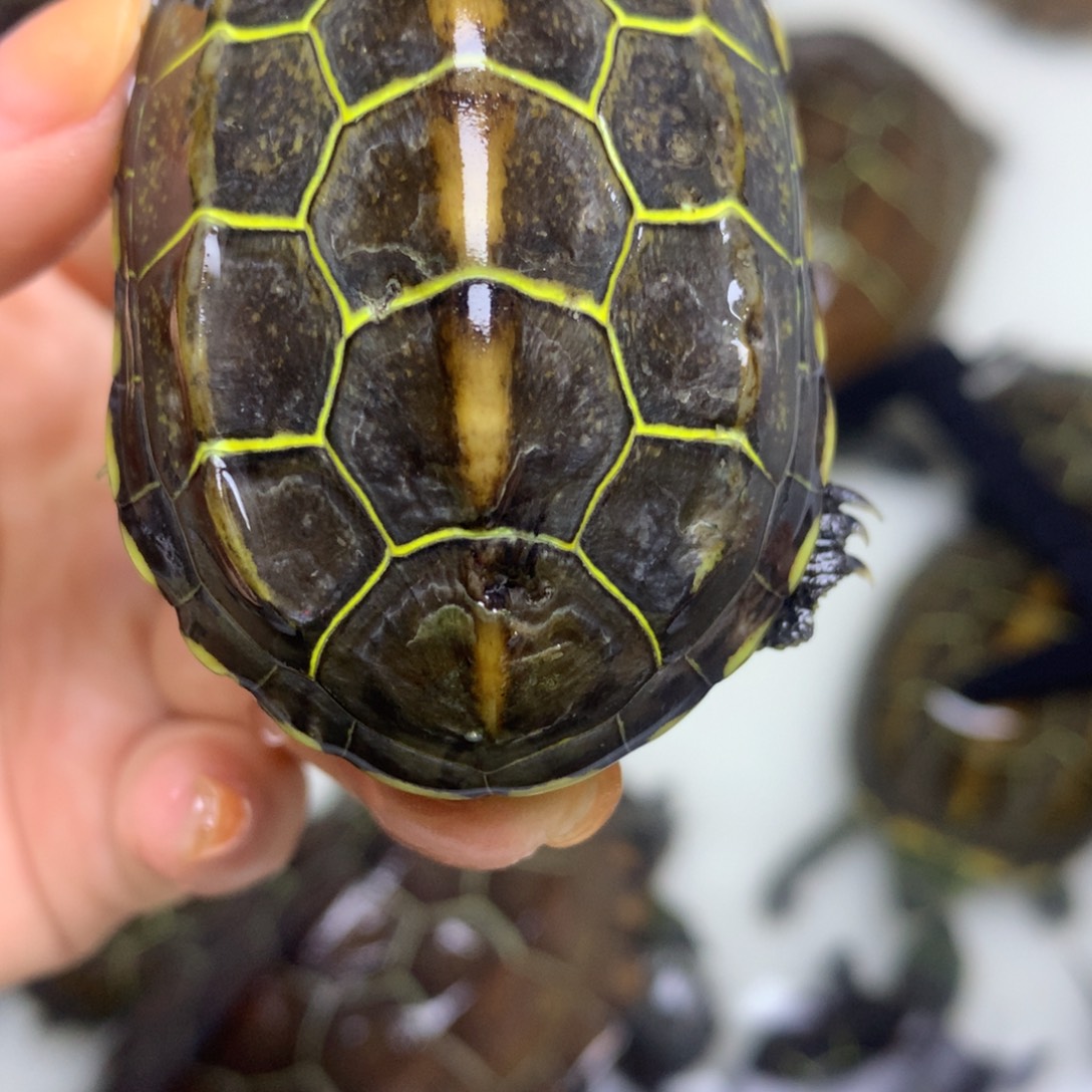 绿毛龟母中华草龟不分公母