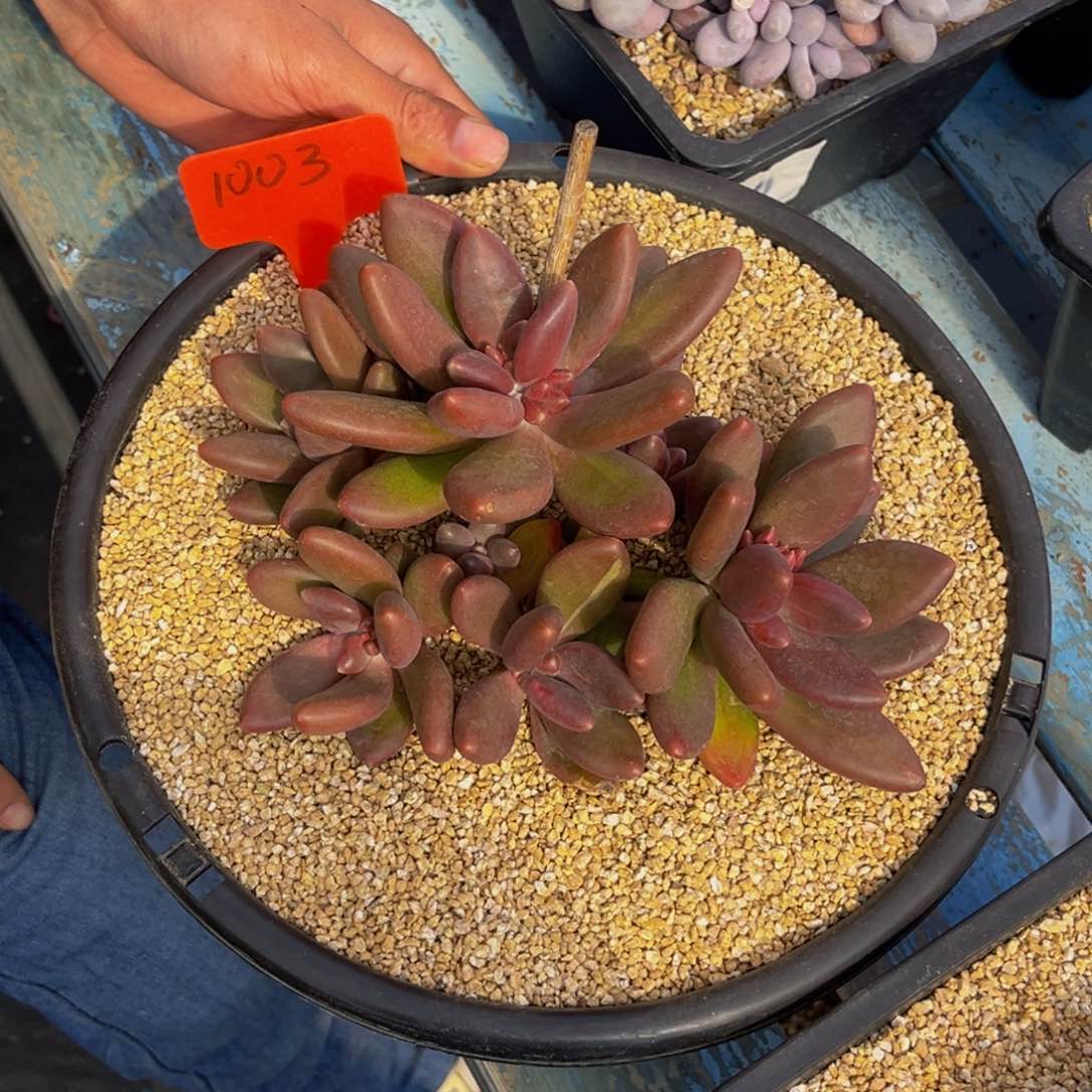 1003号上午多肉植物群生多肉植物
