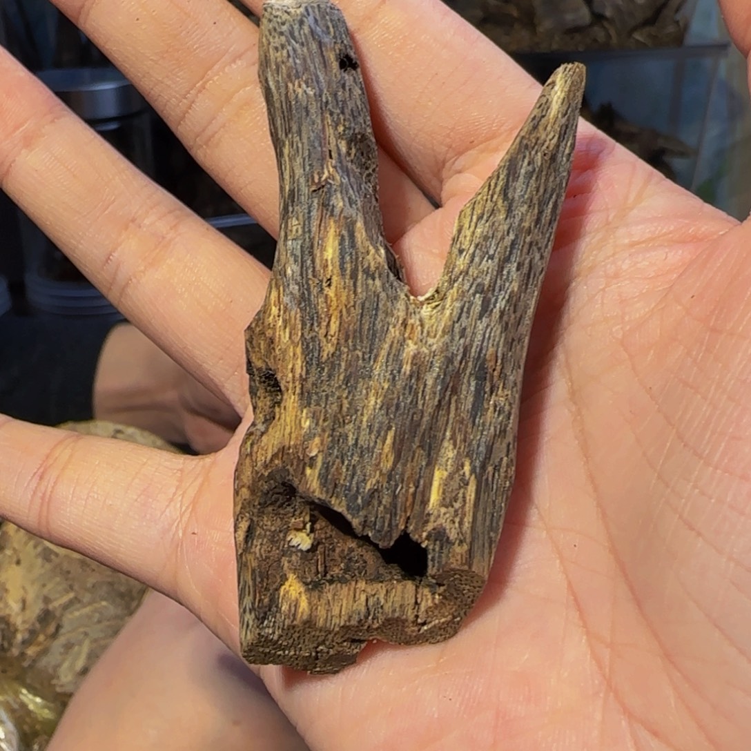 沉香沉香碎屑10克62白棋