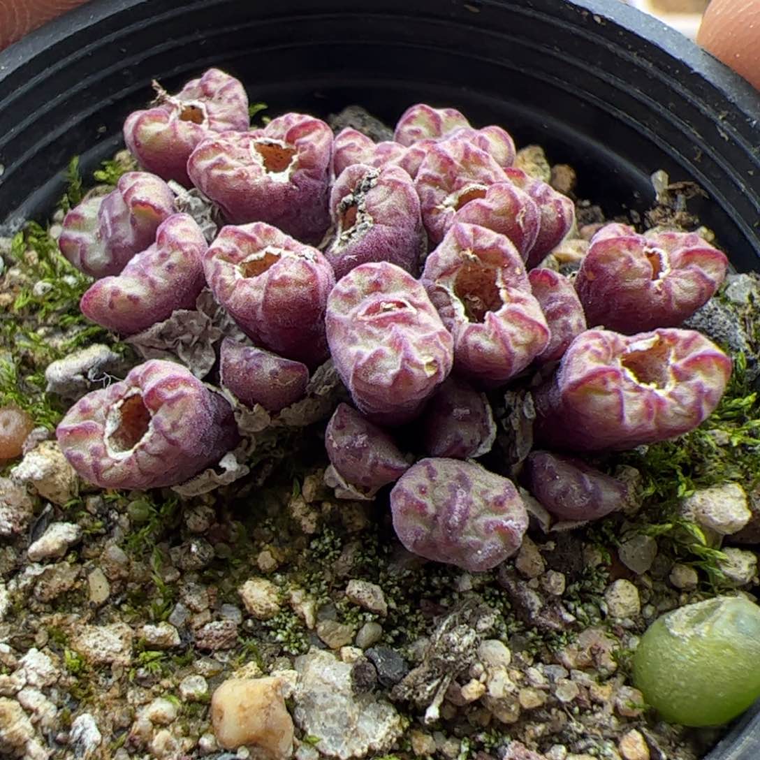 大家过年好22783