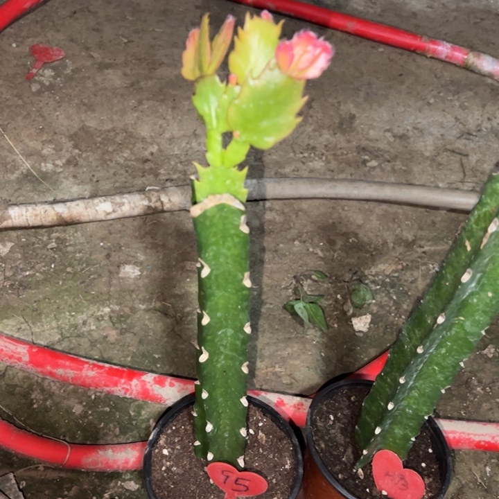 六***七当前无花栽培后可以开花083   95